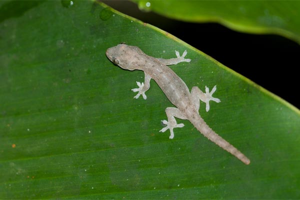 image gecko