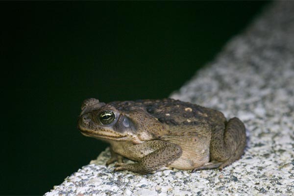 Giant Toad (Rhinella horribilis)