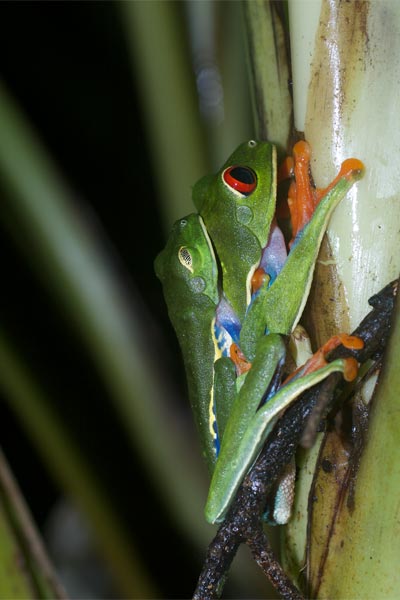 Red-eyed Leaf Frog (Agalychnis callidryas)