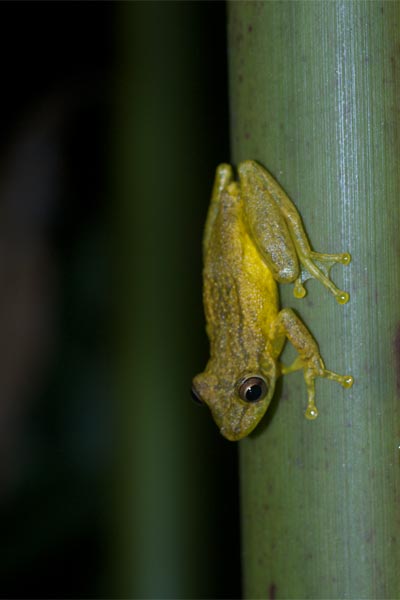 Narrow-headed Treefrog (Scinax elaeochrous)