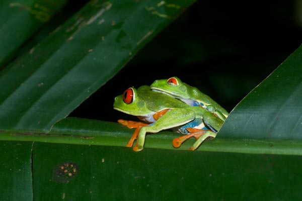 Red-eyed Leaf Frog (Agalychnis callidryas)