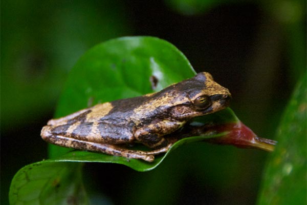 Gunther’s Costa Rican Treefrog (Isthmohyla pseudopuma)