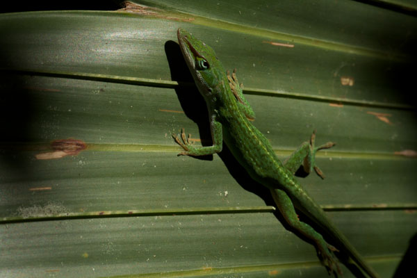 Green Anole (Anolis carolinensis)