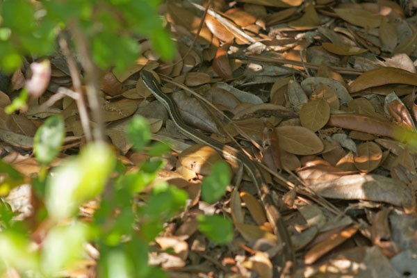 Peninsula Ribbonsnake (Thamnophis saurita sackenii)