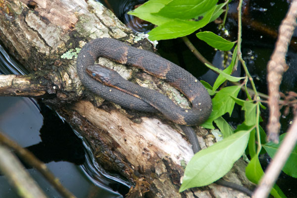 Broad Banded Watersnake (Nerodia fasciata confluens)