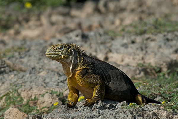 Galápagos Land Iguana (Conolophus subcristatus)