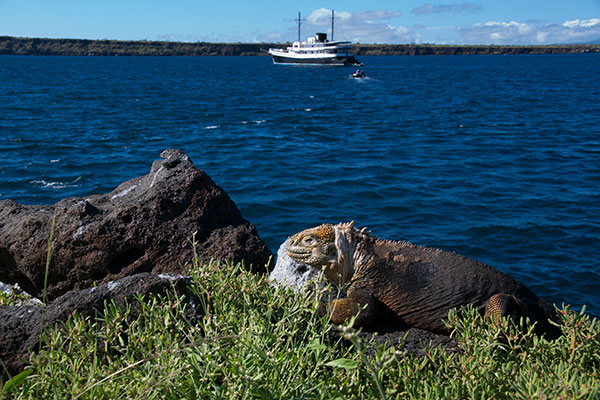 Galápagos Land Iguana (Conolophus subcristatus)