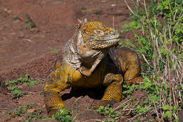 Galápagos Land Iguana (Conolophus subcristatus)