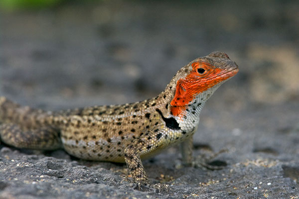 Floreana Lava Lizard (Microlophus grayii)