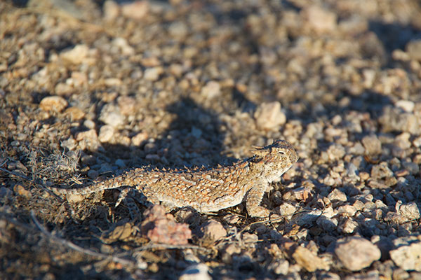 Desert Horned Lizard (Phrynosoma platyrhinos)