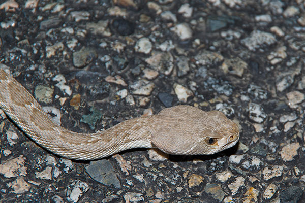 Red Diamond Rattlesnake (Crotalus ruber)