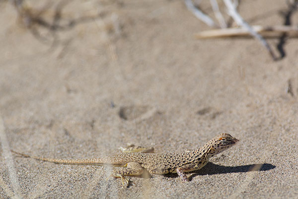 Mohave Fringe-toed Lizard (Uma scoparia)
