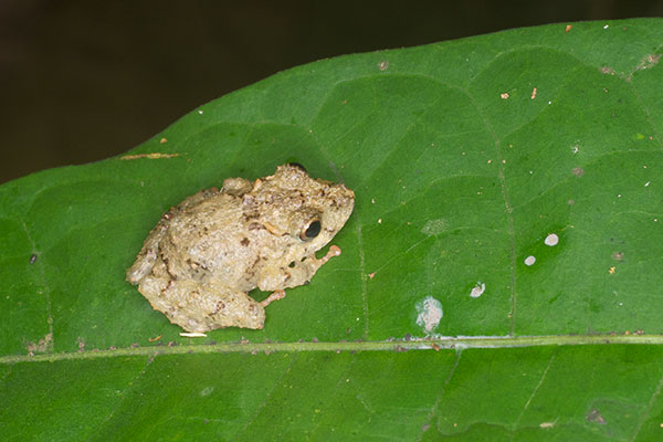 Santa Cecilia Robber Frog (Pristimantis croceoinguinis)