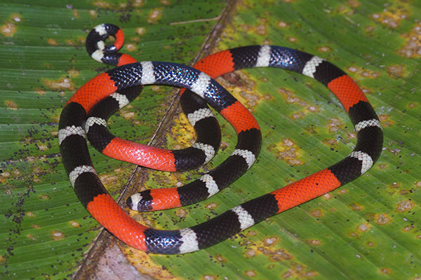Western Ribbon Coral Snake (Micrurus lemniscatus helleri)