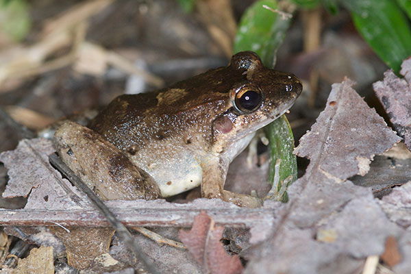 Smooth Jungle Frog (Leptodactylus diedrus)