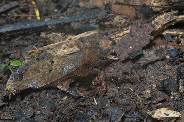 Crested Forest Toad (Rhinella "margaritifera")
