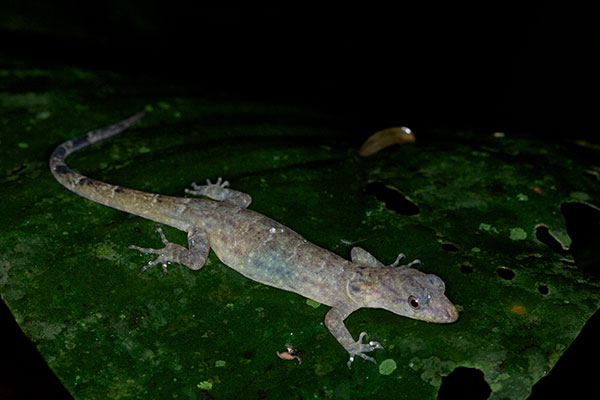 Collared Forest Gecko (Gonatodes concinnatus)