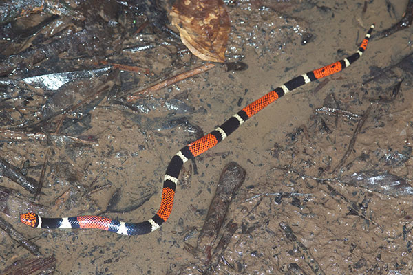 Aquatic Coral Snake (Micrurus surinamensis surinamensis)