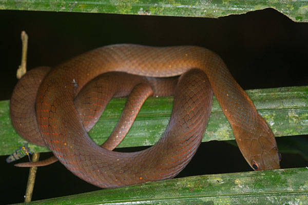 Velvety Swamp Snake (Erythrolamprus typhlus typhlus)