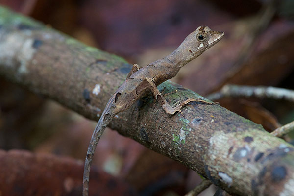 Blue-lipped Forest Anole (Anolis bombiceps)