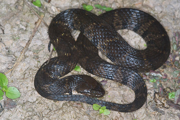 south american snakes