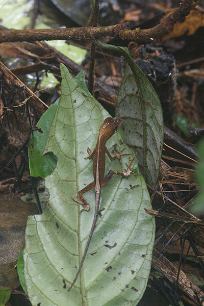 Blue-lipped Forest Anole (Anolis bombiceps)