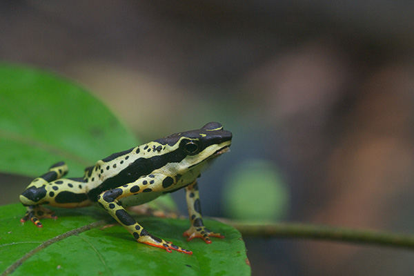 Common Harlequin Toad (Atelopus spumarius)