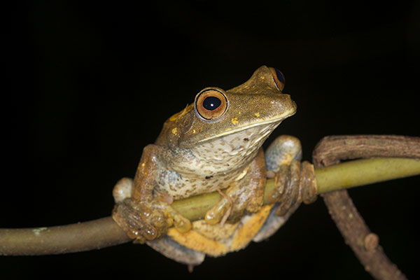 Tree Frog Bra – WlLD.