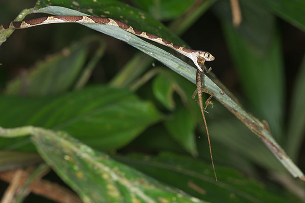 Common Blunt-headed Tree Snake (Imantodes cenchoa)