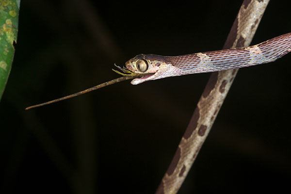 Common Blunt-headed Tree Snake (Imantodes cenchoa)