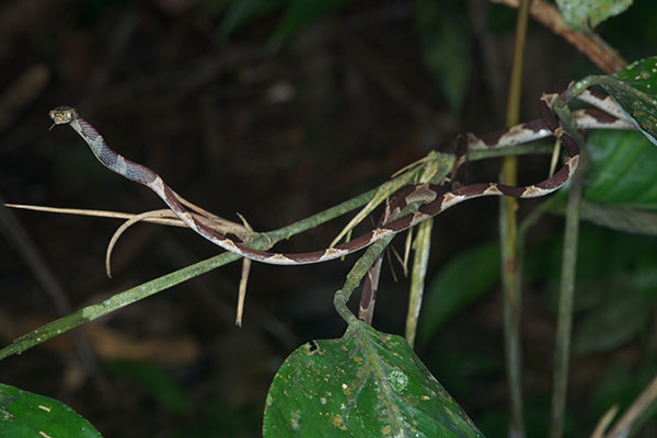 Common Blunt-headed Tree Snake (Imantodes cenchoa)