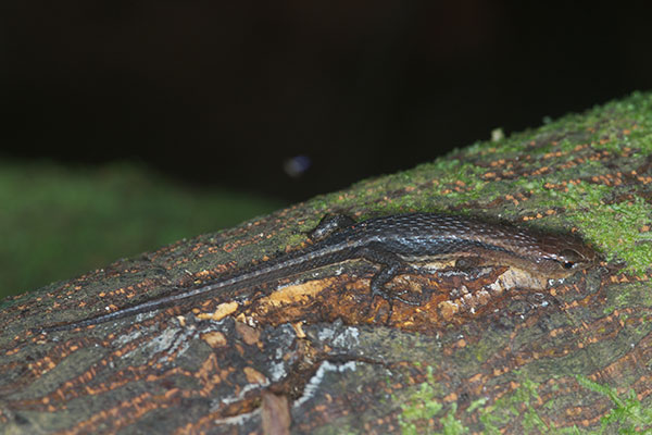Black-bellied Forest Lizard (Alopoglossus atriventris)