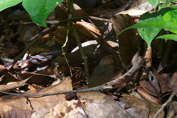 Blue-lipped Forest Anole (Anolis bombiceps)