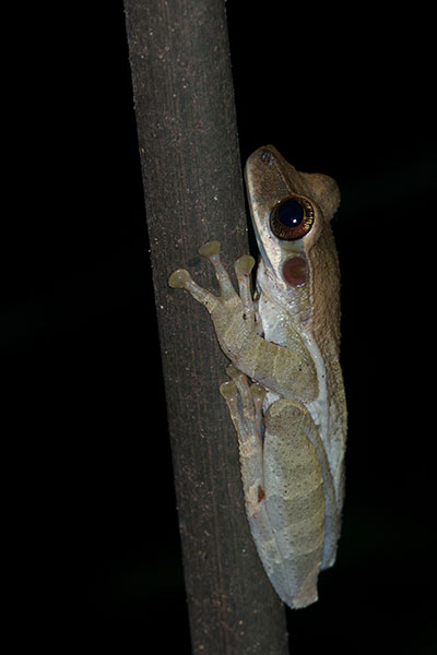 Mocking Bromeliad Treefrog (Osteocephalus deridens)
