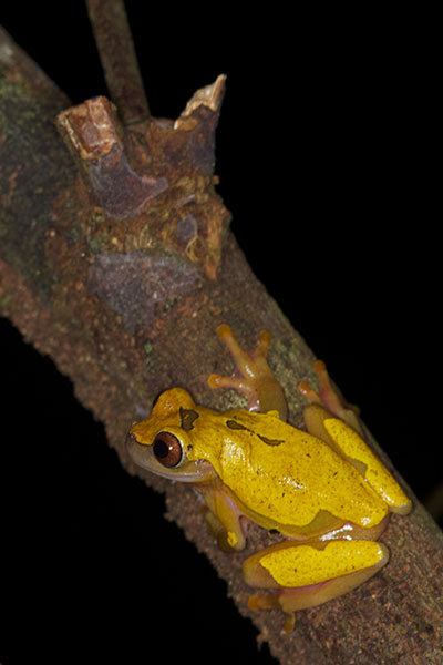 Variable Clown Treefrog (Dendropsophus triangulum)