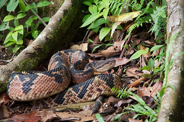 South American Bushmaster (Lachesis muta muta)