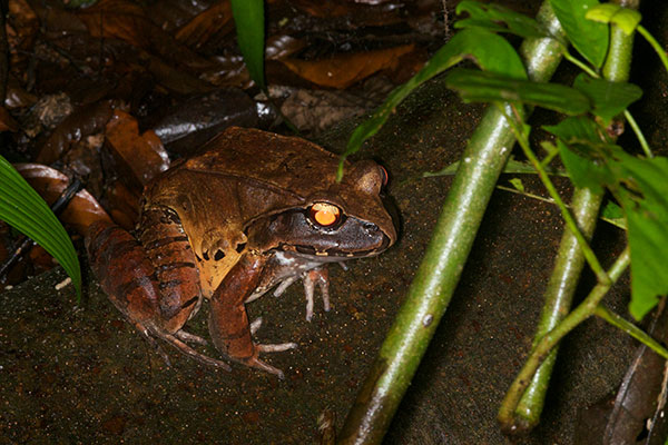 Smokey Jungle Frog (Leptodactylus pentadactylus)