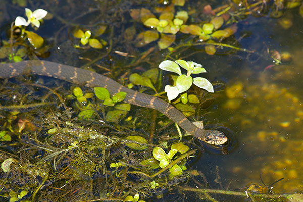 Florida Watersnake (Nerodia fasciata pictiventris)