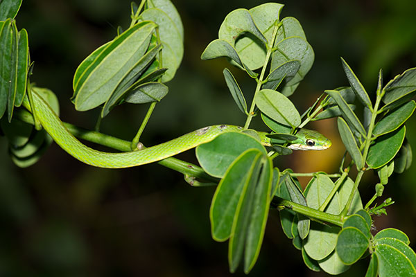 Florida Rough Greensnake (Opheodrys aestivus carinatus)