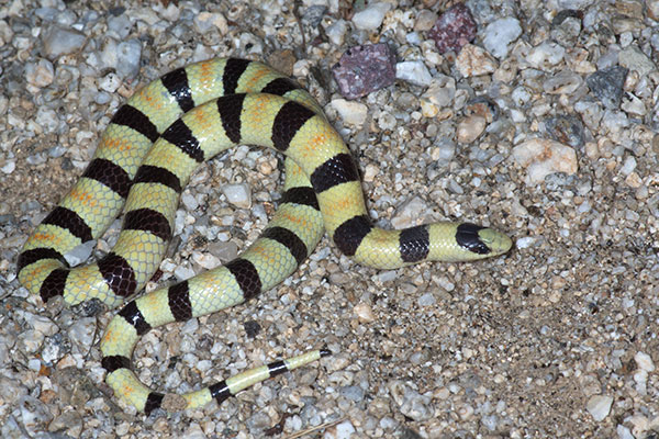 Colorado Desert Shovel-nosed Snake (Sonora annulata annulata)