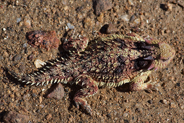 Cedros Island Horned Lizard (Phrynosoma cerroense)