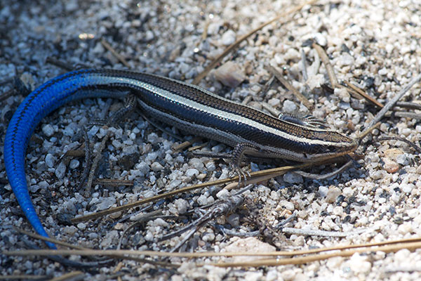 Coronado Skink (Plestiodon skiltonianus interparietalis)