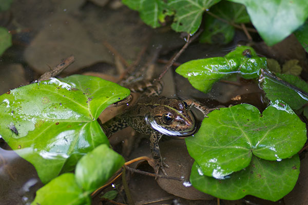 Balkan Frog (Pelophylax kurtmuelleri)