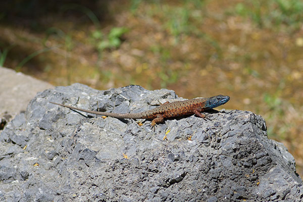 Blue-throated Keeled Lizard (Algyroides nigropunctatus)