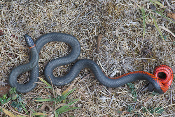 Ringneck Snake Playing Dead, Ringneck Snake Playing Dead