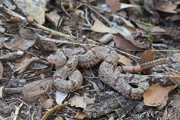 Banded Rock Rattlesnake (Crotalus lepidus klauberi)