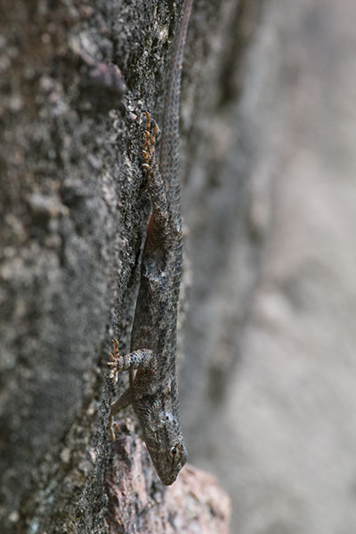 Sonoran Spiny Lizard (Sceloporus clarkii clarkii)