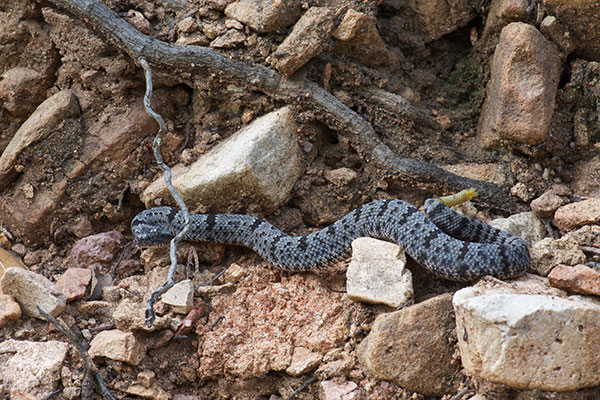 Banded Rock Rattlesnake (Crotalus lepidus klauberi)