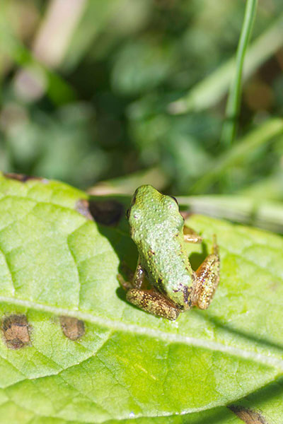 Northern Pacific Chorus Frog (Pseudacris regilla)
