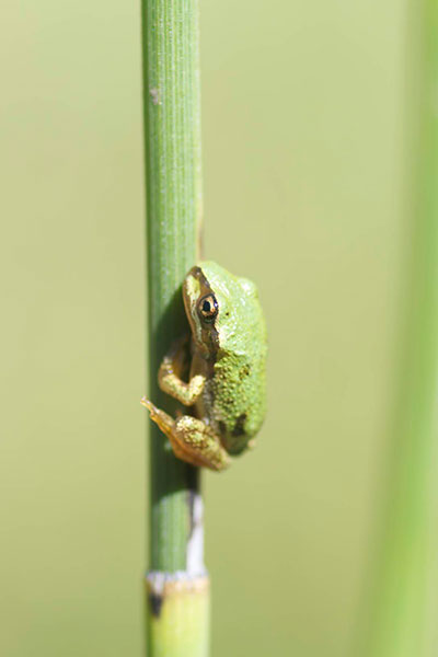 Northern Pacific Chorus Frog (Pseudacris regilla)